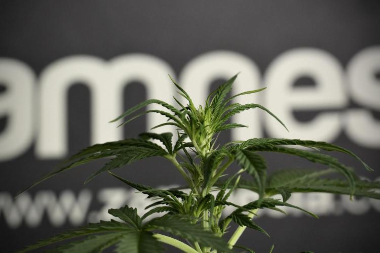 Amnesia Haze Auto by Zamnesia Pheno B. Week 6 - Amnesia Haze Auto Plant B 