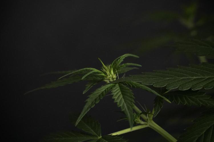 Amnesia Haze Auto by Zamnesia Pheno B. Week 6 - Amnesia Haze Auto Plant B 