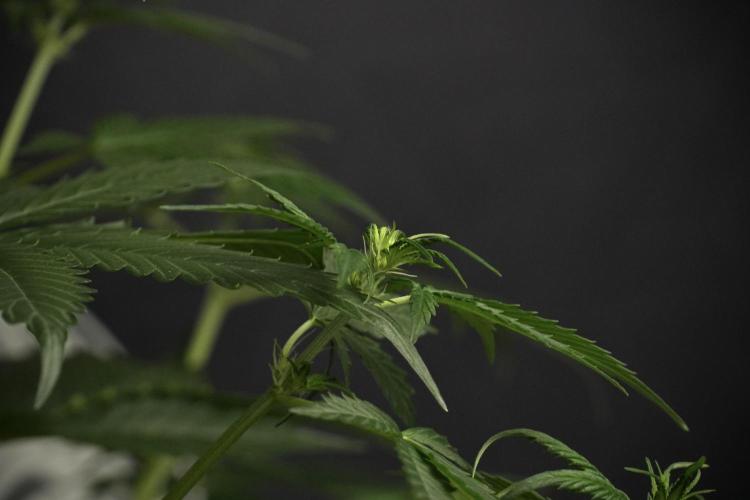 Amnesia Haze Auto by Zamnesia Pheno B. Week 6 - Amnesia Haze Auto Plant B 
