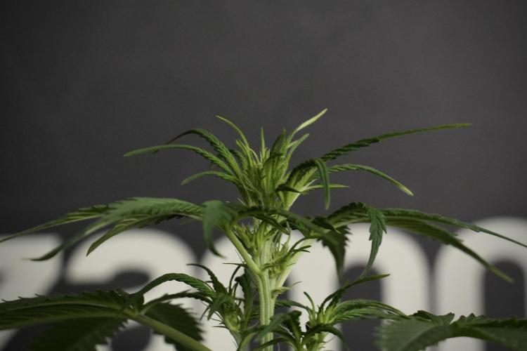 Amnesia Haze Auto by Zamnesia Pheno B. Week 6 - Amnesia Haze Auto Plant B 
