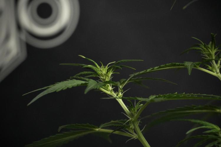 Amnesia Haze Auto by Zamnesia Pheno B. Week 6 - Amnesia Haze Auto Plant B 