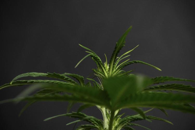 Amnesia Haze Auto by Zamnesia Pheno B. Week 6 - Amnesia Haze Auto Plant B 