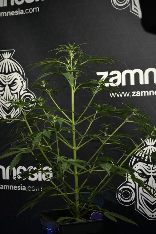 Amnesia Haze Auto by Zamnesia Pheno B. Week 6 - Amnesia Haze Auto Plant B 
