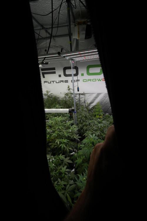 Amnesia Haze Auto by Zamnesia Pheno B. Week 6 - Room and Vibes 