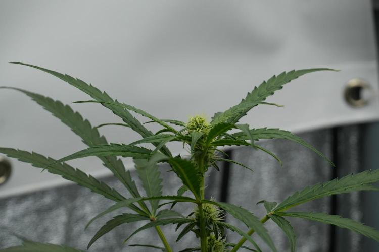 Black Diamont Auto By Zamnesia Pheno A. Week 6 - Black Diamond Auto Pheno A