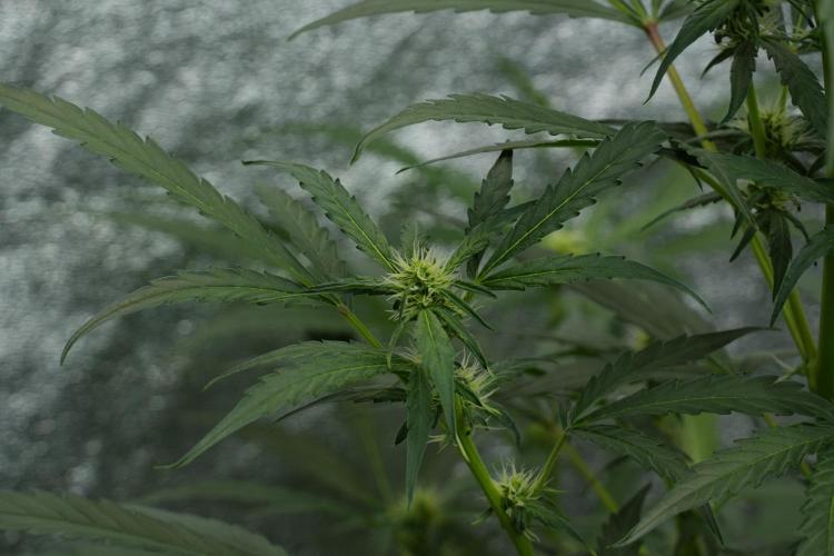 Black Diamont Auto By Zamnesia Pheno A. Week 6 - Black Diamond Auto Pheno A