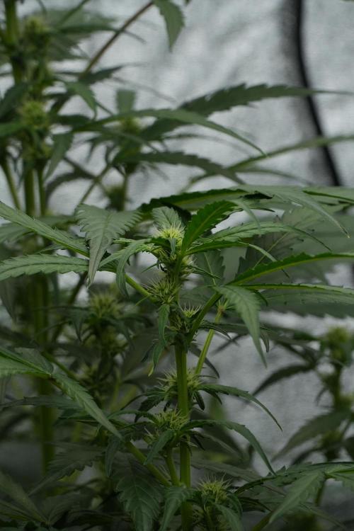 Black Diamont Auto By Zamnesia Pheno A. Week 6 - Black Diamond Auto Pheno A