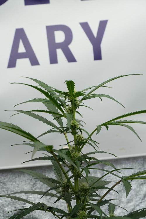 Black Diamont Auto By Zamnesia Pheno A. Week 6 - Black Diamond Auto Pheno A