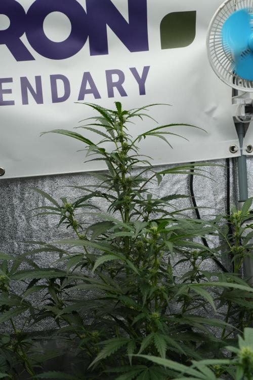 Black Diamont Auto By Zamnesia Pheno A. Week 6 - Black Diamond Auto Pheno A
