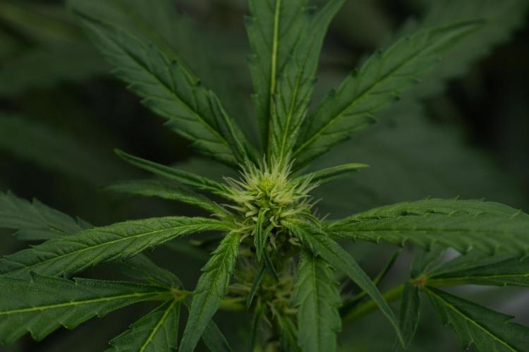 Black Diamont Auto By Zamnesia Pheno A. Week 6 - Black Diamond Auto Pheno A