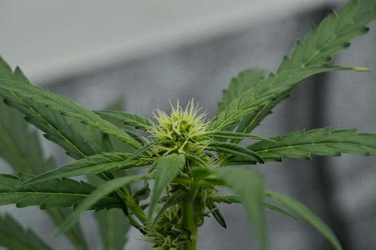 Black Diamont Auto By Zamnesia Pheno A. Week 6 - Black Diamond Auto Pheno A
