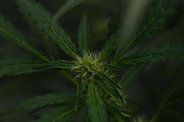 Black Diamont Auto By Zamnesia Pheno A. Week 6 - Black Diamond Auto Pheno A