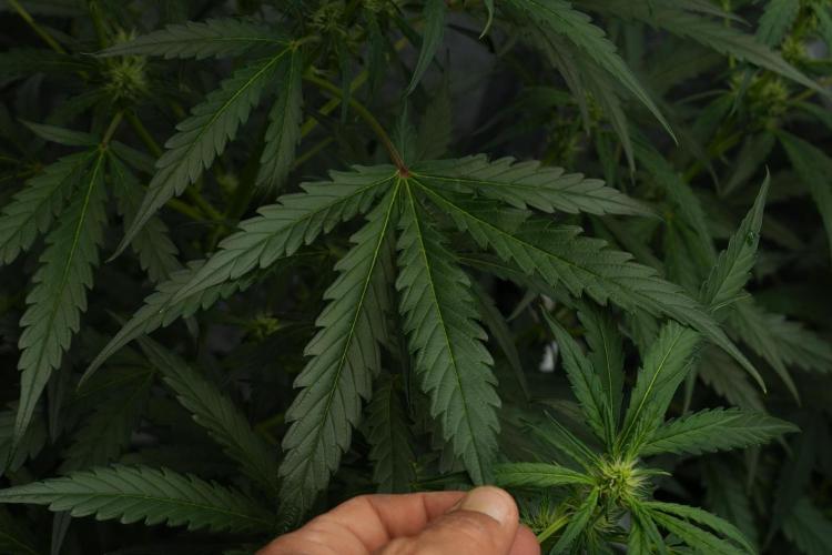Black Diamont Auto By Zamnesia Pheno A. Week 6 - Black Diamond Auto Pheno A