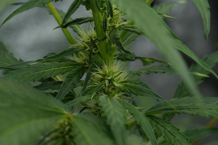 Black Diamont Auto By Zamnesia Pheno A. Week 6 - Black Diamond Auto Pheno A