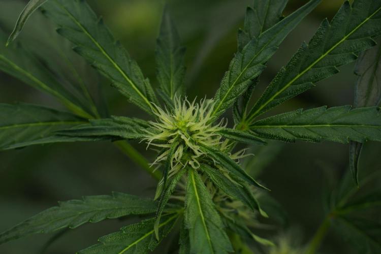 Black Diamont Auto By Zamnesia Pheno A. Week 6 - Black Diamond Auto Pheno A