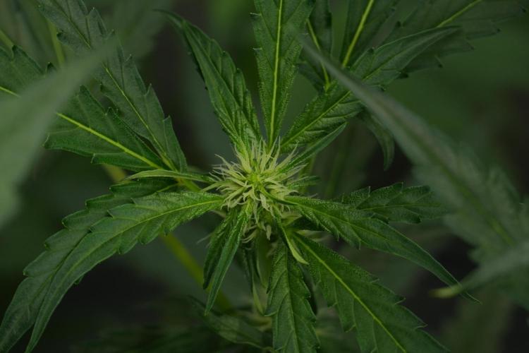 Black Diamont Auto By Zamnesia Pheno A. Week 6 - Black Diamond Auto Pheno A