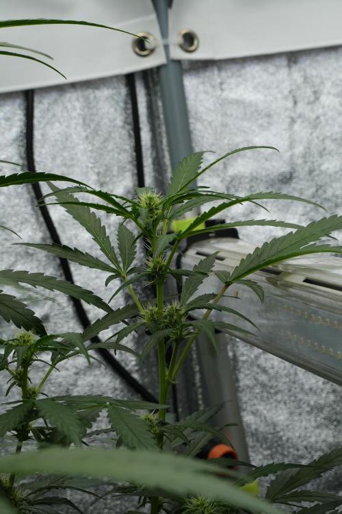 Black Diamont Auto By Zamnesia Pheno A. Week 6 - Black Diamond Auto Pheno A