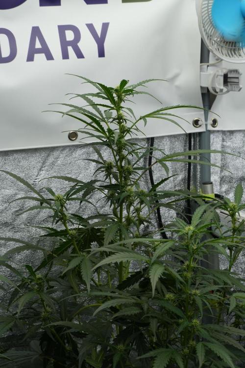 Black Diamont Auto By Zamnesia Pheno A. Week 6 - Black Diamond Auto Pheno A