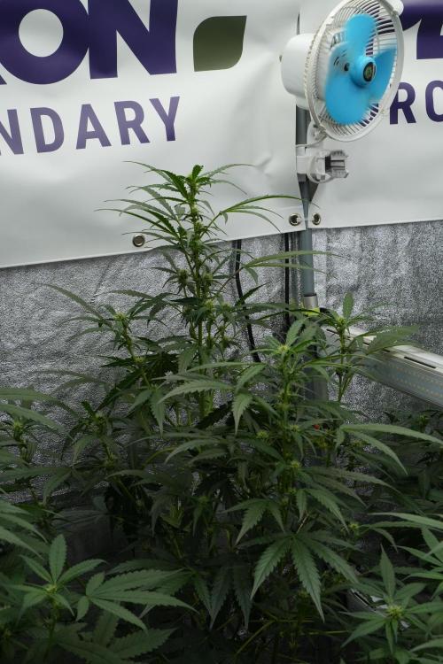 Black Diamont Auto By Zamnesia Pheno A. Week 6 - Black Diamond Auto Pheno A