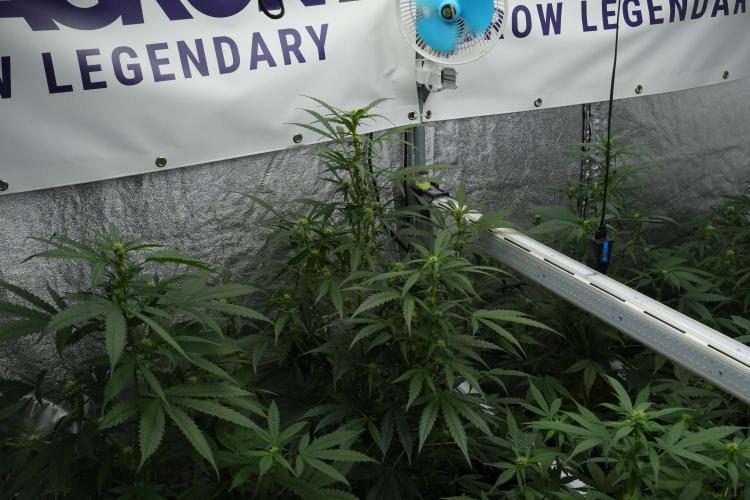 Black Diamont Auto By Zamnesia Pheno A. Week 6 - Black Diamond Auto Pheno A
