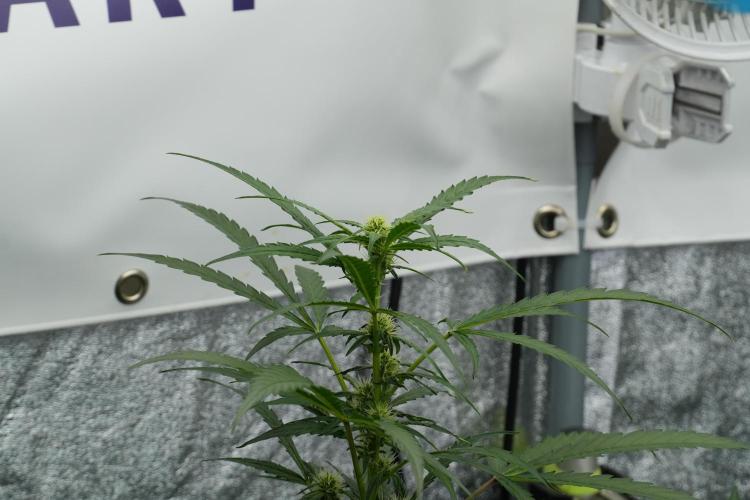 Black Diamont Auto By Zamnesia Pheno A. Week 6 - Black Diamond Auto Pheno A