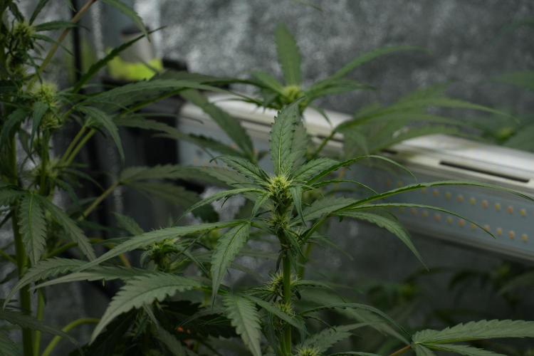Black Diamont Auto By Zamnesia Pheno A. Week 6 - Black Diamond Auto Pheno A