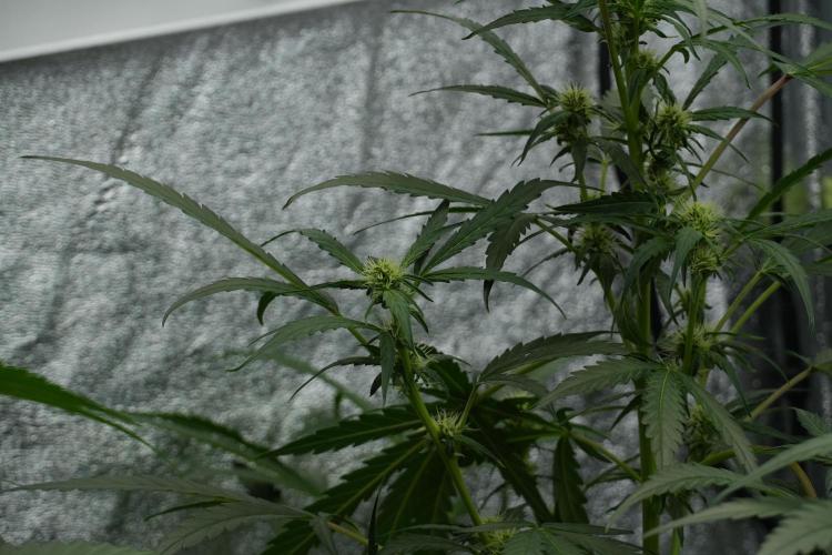Black Diamont Auto By Zamnesia Pheno A. Week 6 - Black Diamond Auto Pheno A