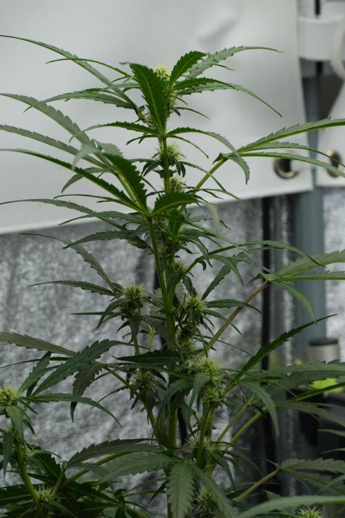 Black Diamont Auto By Zamnesia Pheno A. Week 6 - Black Diamond Auto Pheno A