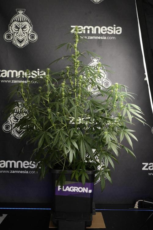 Pheno B Black Diamont Auto By Zamnesia. Week 6 - Black Diamond Pheno B 