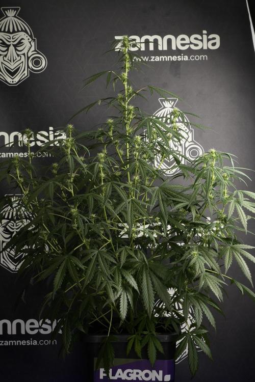 Pheno B Black Diamont Auto By Zamnesia. Week 6 - Black Diamond Pheno B 