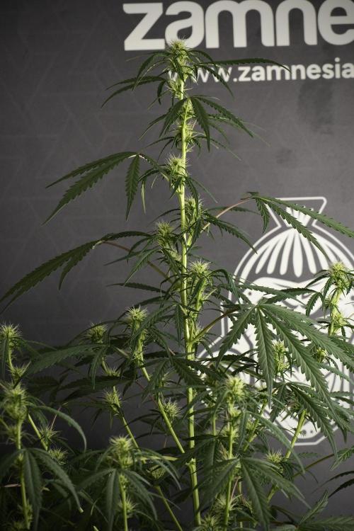 Pheno B Black Diamont Auto By Zamnesia. Week 6 - Black Diamond Pheno B 