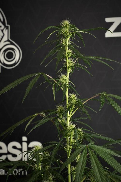 Pheno B Black Diamont Auto By Zamnesia. Week 6 - Black Diamond Pheno B 