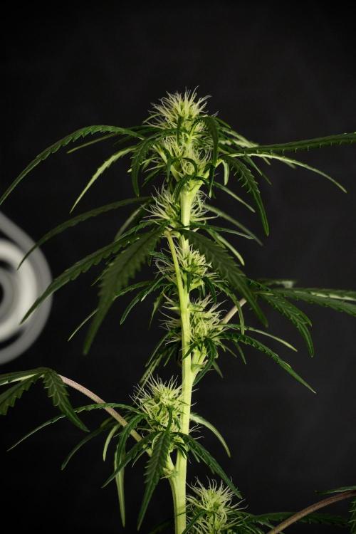Pheno B Black Diamont Auto By Zamnesia. Week 6 - Black Diamond Pheno B 
