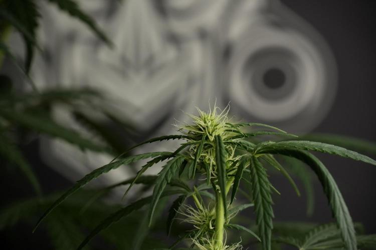 Pheno B Black Diamont Auto By Zamnesia. Week 6 - Black Diamond Pheno B 