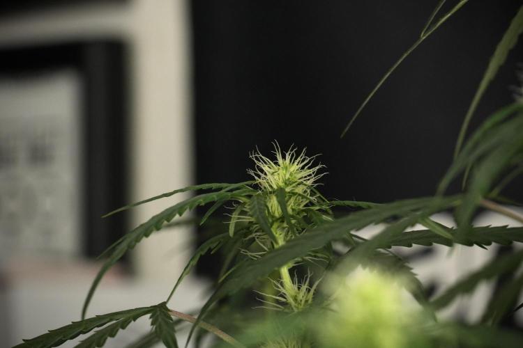 Pheno B Black Diamont Auto By Zamnesia. Week 6 - Black Diamond Pheno B 