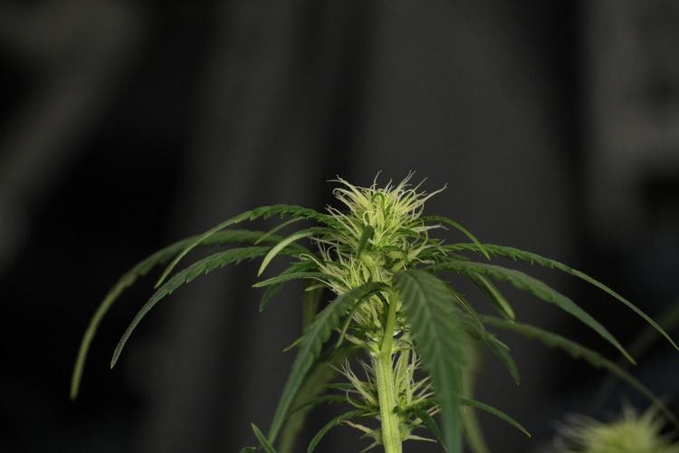 Pheno B Black Diamont Auto By Zamnesia. Week 6 - Black Diamond Pheno B 