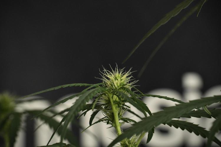 Pheno B Black Diamont Auto By Zamnesia. Week 6 - Black Diamond Pheno B 