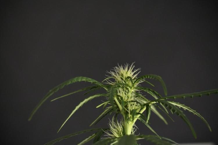 Pheno B Black Diamont Auto By Zamnesia. Week 6 - Black Diamond Pheno B 