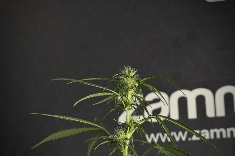 Pheno B Black Diamont Auto By Zamnesia. Week 6 - Black Diamond Pheno B 