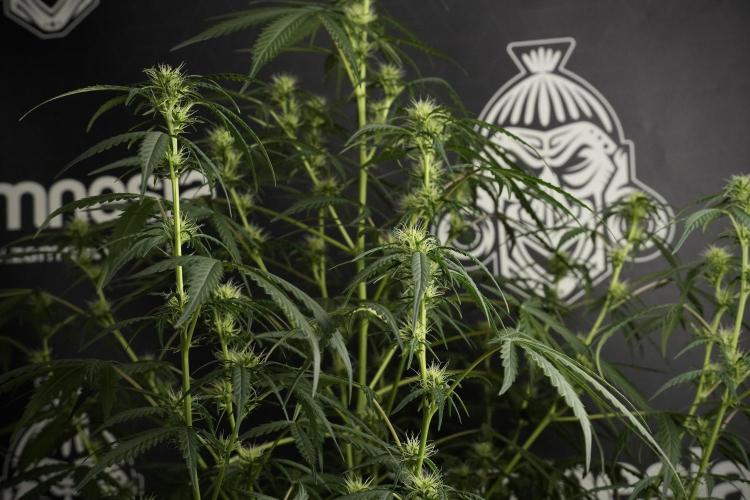 Pheno B Black Diamont Auto By Zamnesia. Week 6 - Black Diamond Pheno B 