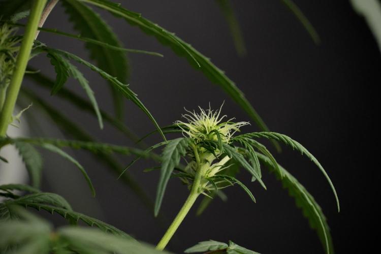 Pheno B Black Diamont Auto By Zamnesia. Week 6 - Black Diamond Pheno B 