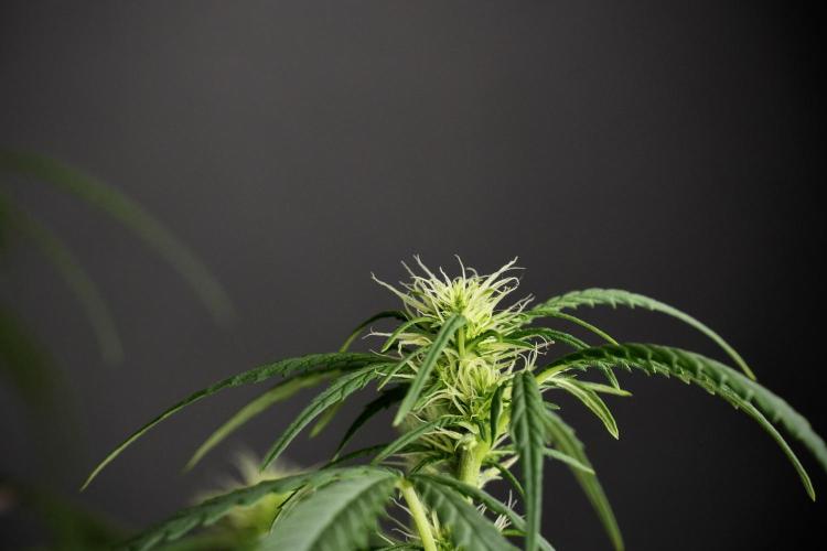 Pheno B Black Diamont Auto By Zamnesia. Week 6 - Black Diamond Pheno B 