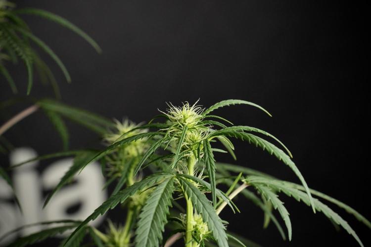 Pheno B Black Diamont Auto By Zamnesia. Week 6 - Black Diamond Pheno B 