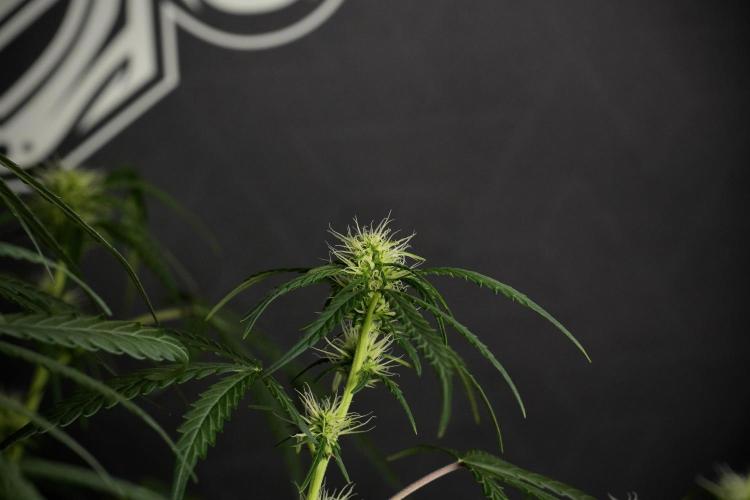 Pheno B Black Diamont Auto By Zamnesia. Week 6 - Black Diamond Pheno B 