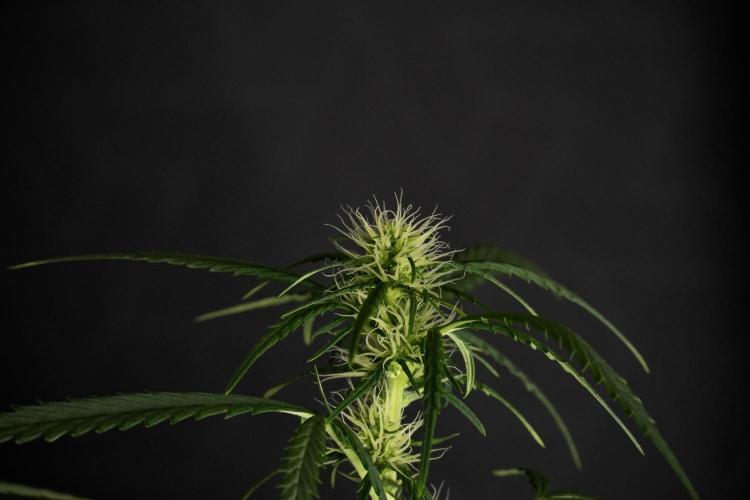 Pheno B Black Diamont Auto By Zamnesia. Week 6 - Black Diamond Pheno B 