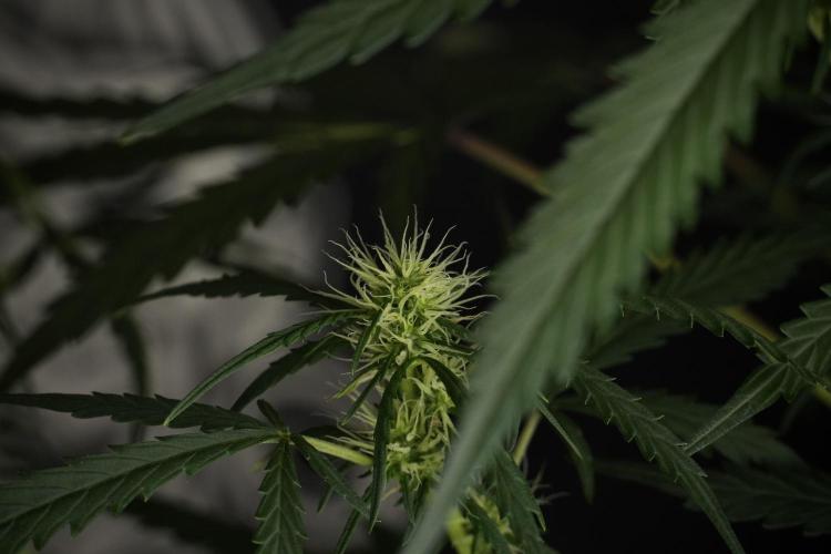 Pheno B Black Diamont Auto By Zamnesia. Week 6 - Black Diamond Pheno B 