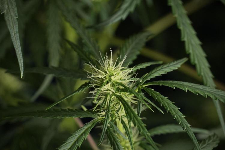 Pheno B Black Diamont Auto By Zamnesia. Week 6 - Black Diamond Pheno B 