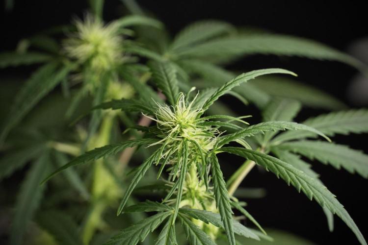 Pheno B Black Diamont Auto By Zamnesia. Week 6 - Black Diamond Pheno B 
