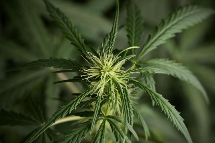 Pheno B Black Diamont Auto By Zamnesia. Week 6 - Black Diamond Pheno B 