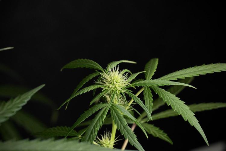 Pheno B Black Diamont Auto By Zamnesia. Week 6 - Black Diamond Pheno B 